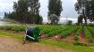 Picture of Irrimec RAIN SKY AAA Turbine Drive Hard Hose Irrigators