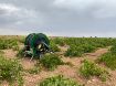 Picture of Irrimec RAIN SKY A5 Turbine Drive Hard Hose Irrigators