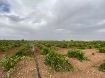 Picture of Irrimec RAIN SKY A5 Turbine Drive Hard Hose Irrigators